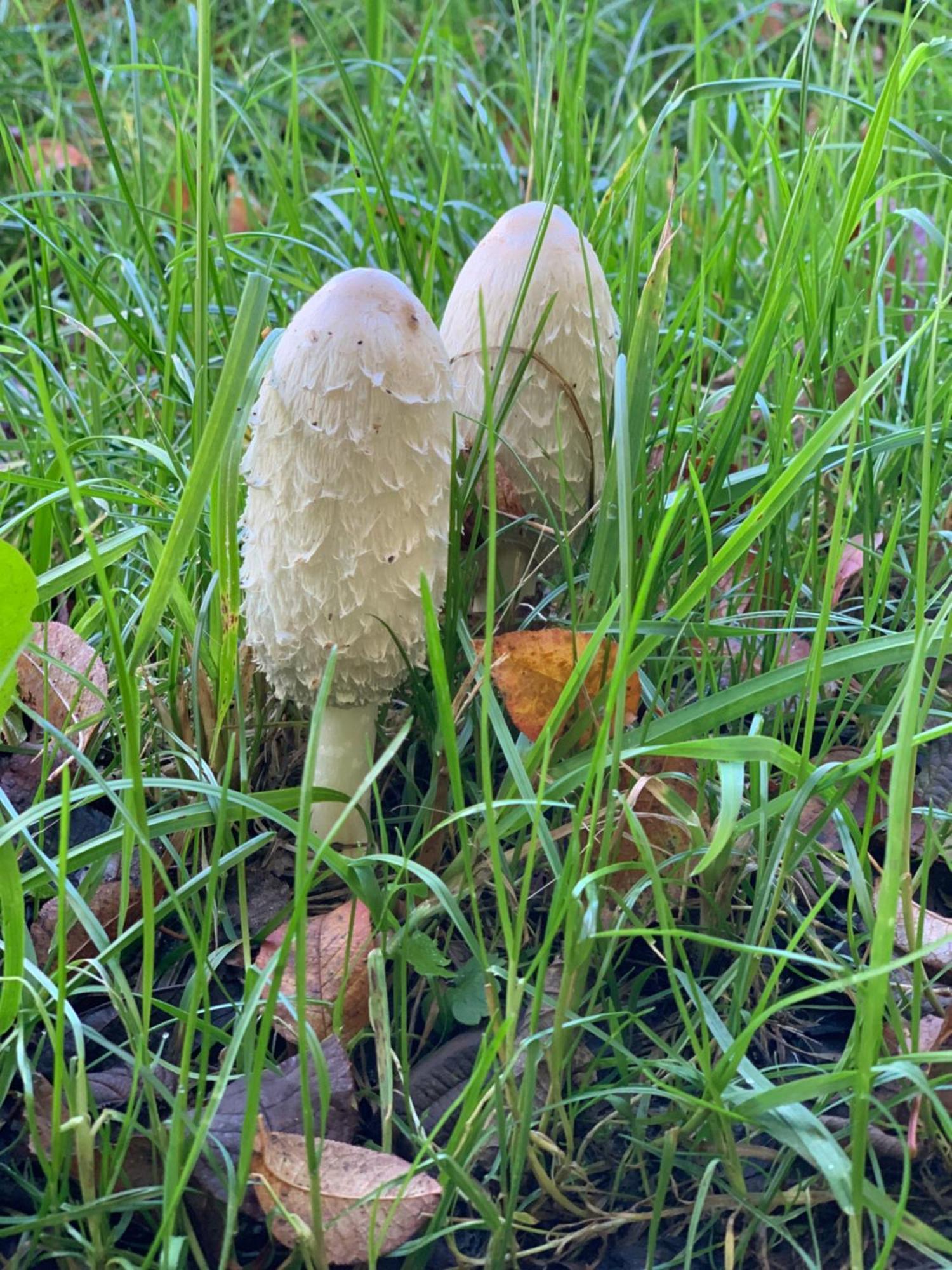 Kammblick Grobming